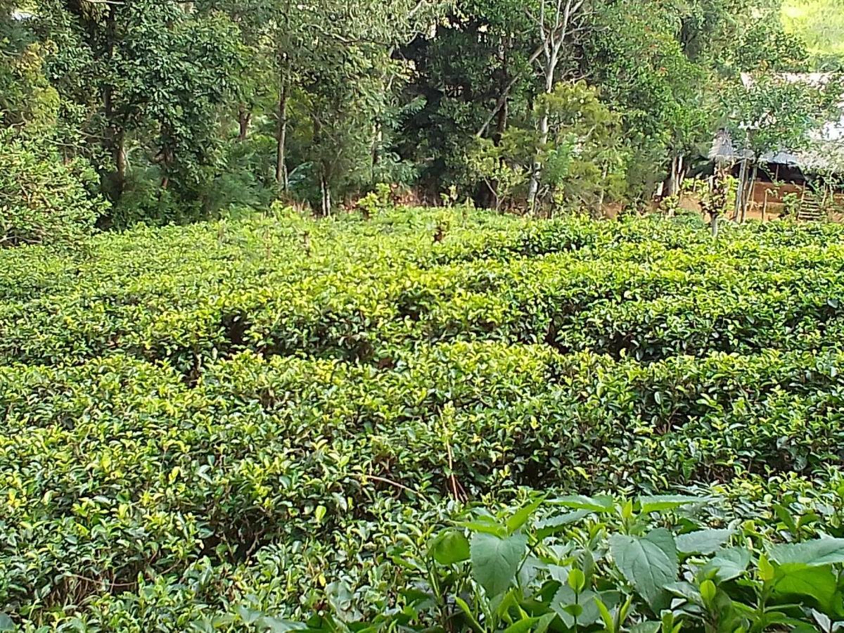 Talblick Homestay Ella Esterno foto