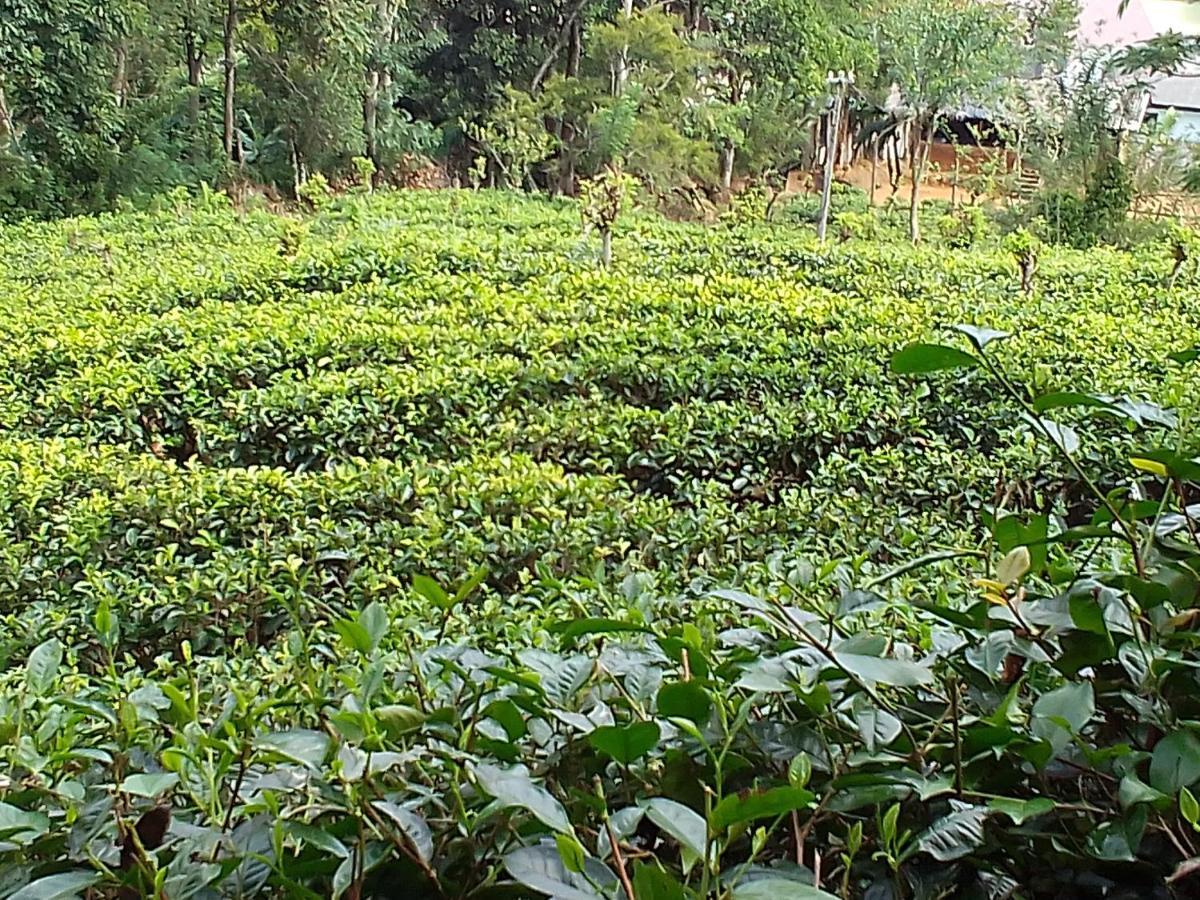Talblick Homestay Ella Esterno foto