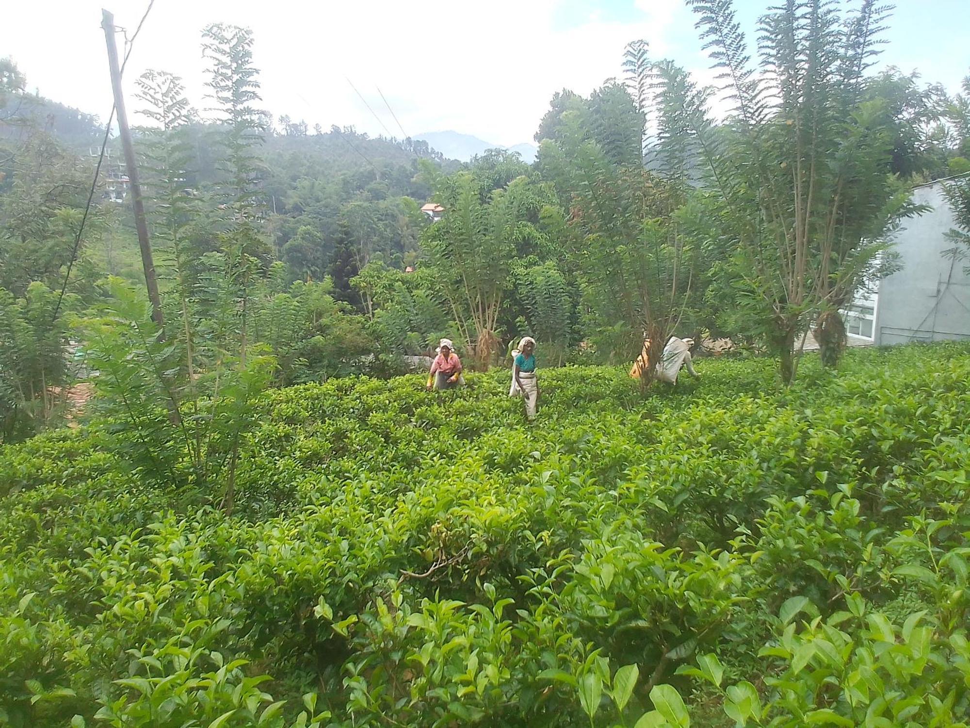 Talblick Homestay Ella Camera foto